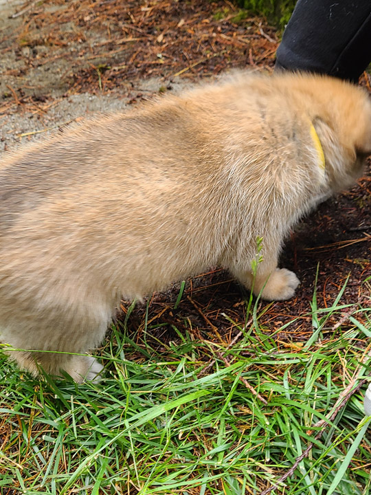 chinook dog